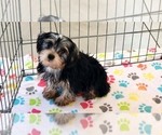 Small #3 Yorkshire Terrier