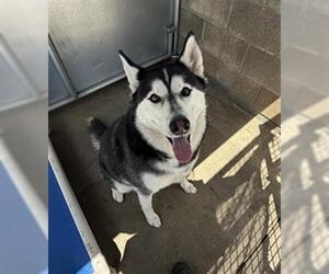 - Mix Dogs for adoption in Oakdale, CA, USA