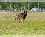 Small #2 German Shepherd Dog Mix