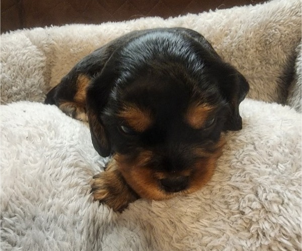 Medium Photo #4 Aussalier Puppy For Sale in ATHOL, ID, USA