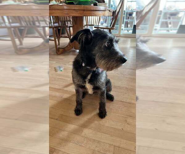 Medium Photo #2 Mutt Puppy For Sale in Andover, MN, USA