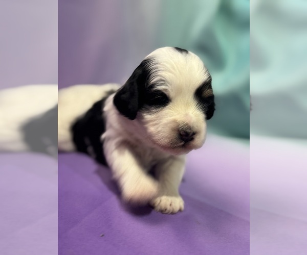 Medium Photo #15 Bernedoodle (Miniature) Puppy For Sale in LONGMONT, CO, USA