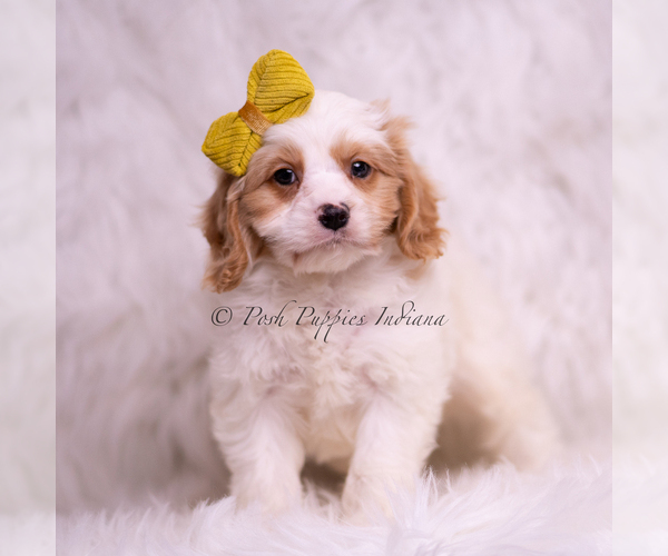 Medium Photo #3 Cavapoo (Miniature) Puppy For Sale in WARSAW, IN, USA