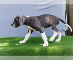 Small #5 Great Dane