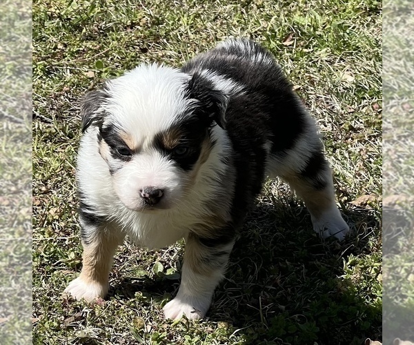 Medium Photo #11 Miniature Australian Shepherd Puppy For Sale in ARDMORE, OK, USA