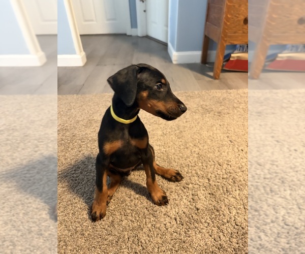Medium Photo #3 Doberman Pinscher Puppy For Sale in CHEPACHET, RI, USA