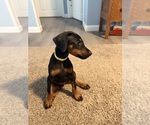 Small #2 Doberman Pinscher