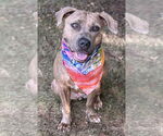Small #2 American Pit Bull Terrier Mix