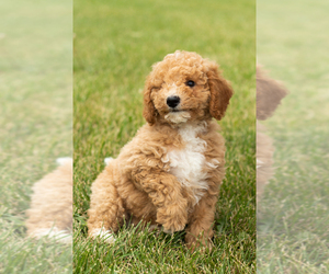 Goldendoodle (Miniature) Puppy for sale in SHIPSHEWANA, IN, USA