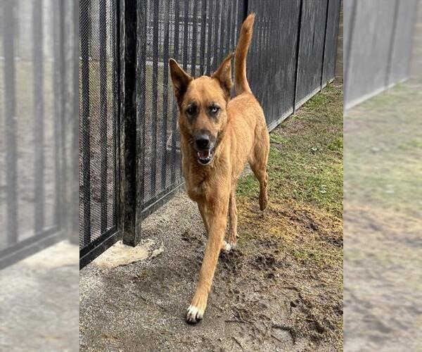 Medium Photo #3 Gerberian Shepsky Puppy For Sale in Riverside, CA, USA
