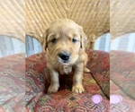 Small Photo #5 Golden Labrador Puppy For Sale in VANCOUVER, WA, USA