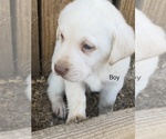 Small Photo #6 Labrador Retriever Puppy For Sale in LAWRENCEBURG, TN, USA