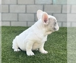 Small Photo #5 French Bulldog Puppy For Sale in SAN ANTONIO, TX, USA