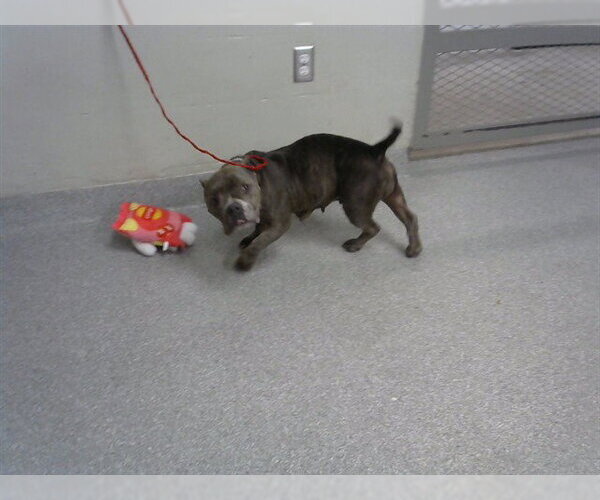 Medium Photo #1 Staffordshire Bull Terrier-Unknown Mix Puppy For Sale in Pasadena, TX, USA