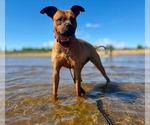 Small #9 Boxer Mix