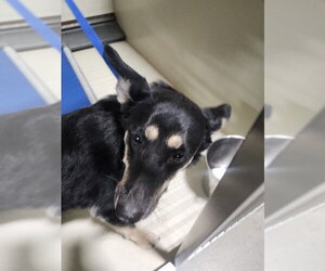 German Shepherd Dog Dogs for adoption in Bakersfield, CA, USA
