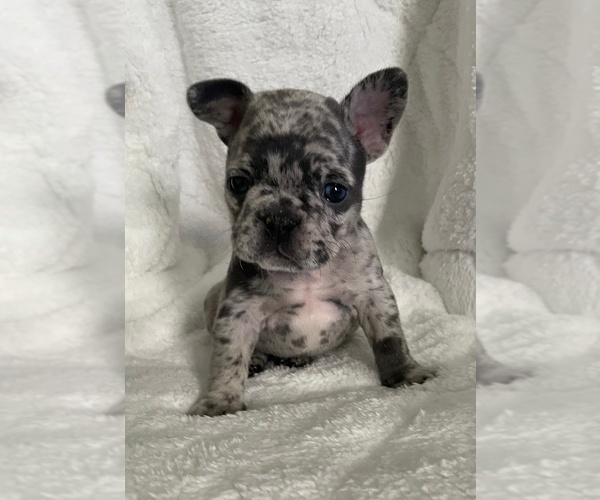 Medium Photo #1 French Bulldog Puppy For Sale in DECATUR, IL, USA