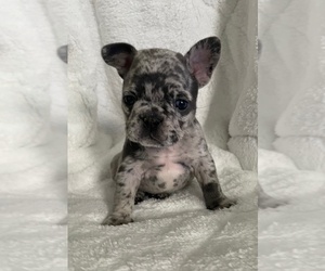 French Bulldog Puppy for sale in DECATUR, IL, USA