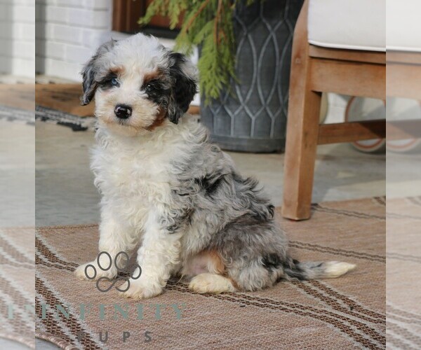 Medium Photo #2 Bernedoodle (Miniature) Puppy For Sale in PARADISE, PA, USA