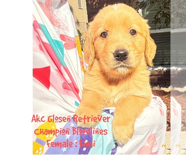 Medium Photo #1 Golden Retriever Puppy For Sale in SUGAR LAND, TX, USA