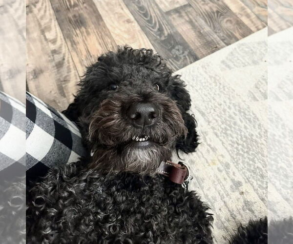 Medium Photo #1 Labradoodle Puppy For Sale in Mobile, AL, USA