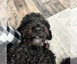 Labradoodle Dogs for adoption in Mobile, AL, USA