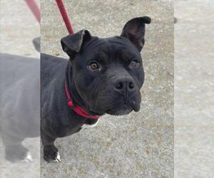 Mutt Dogs for adoption in Woodland, CA, USA