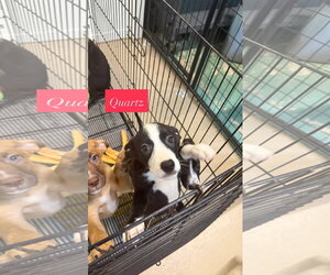 Quartz - Female American Staffordshire Terrier-Unknown Mix Dog for Adoption - Photo #5