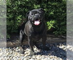 Small #1 Pug