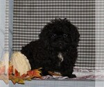 Small Havanese-Poodle (Toy) Mix