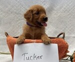 Small #3 Golden Retriever