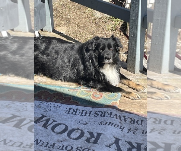 Medium Photo #1 F2 Aussiedoodle-Miniature Australian Shepherd Mix Puppy For Sale in ASHUELOT, NH, USA