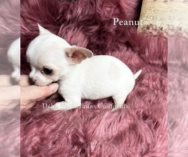 Medium Photo #4 Chihuahua Puppy For Sale in TRACY, CA, USA
