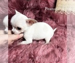 Small #3 Chihuahua