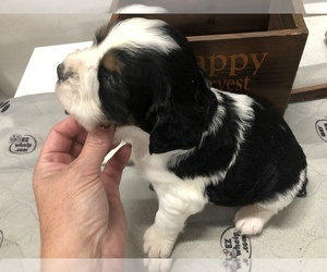 English Springer Spaniel Puppy for sale in FLORENCE, AL, USA