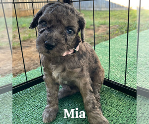 Medium Goldendoodle (Miniature)