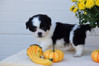 Shinese Puppy for sale in FREDERICKSBURG, OH, USA