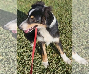Chip *LOCAL* *MEET ME* - Male Australian Shepherd-Unknown Mix Dog for Adoption - Photo #4