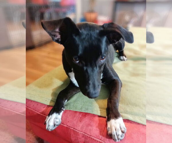 Medium Photo #3 Feist Terrier-Labrador Retriever Mix Puppy For Sale in Monticello, MS, USA