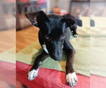 Small #2 Feist Terrier-Labrador Retriever Mix