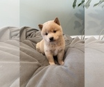 Small Photo #2 Shiba Inu Puppy For Sale in MONETT, MO, USA