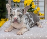 Small Photo #20 French Bulldog Puppy For Sale in GOSHEN, IN, USA