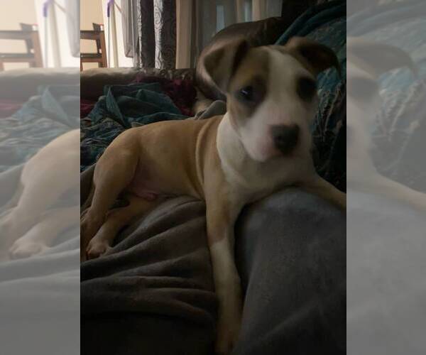 Medium Photo #7 American Pit Bull Terrier Puppy For Sale in BURLINGTON, NJ, USA