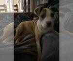 Small #6 American Pit Bull Terrier
