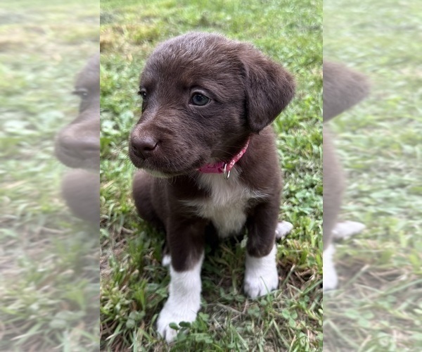 Medium Photo #2 Borador Puppy For Sale in MARION, VA, USA