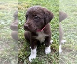 Puppy Lainey Borador