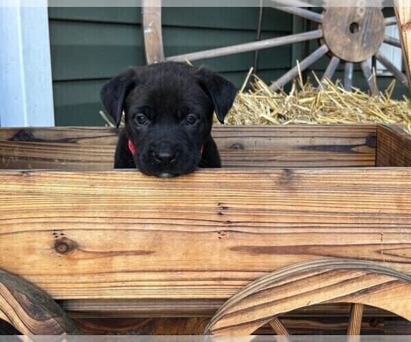 Medium Photo #2 Rotticorso Puppy For Sale in REEVESVILLE, SC, USA