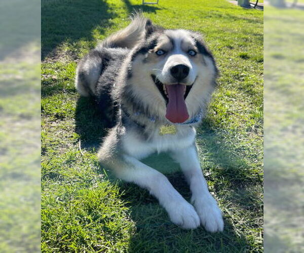 Medium Photo #4 Siberian Husky-Unknown Mix Puppy For Sale in Ventura, CA, USA