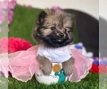 Small #8 Chihuahua