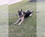 Small #3 German Shepherd Dog